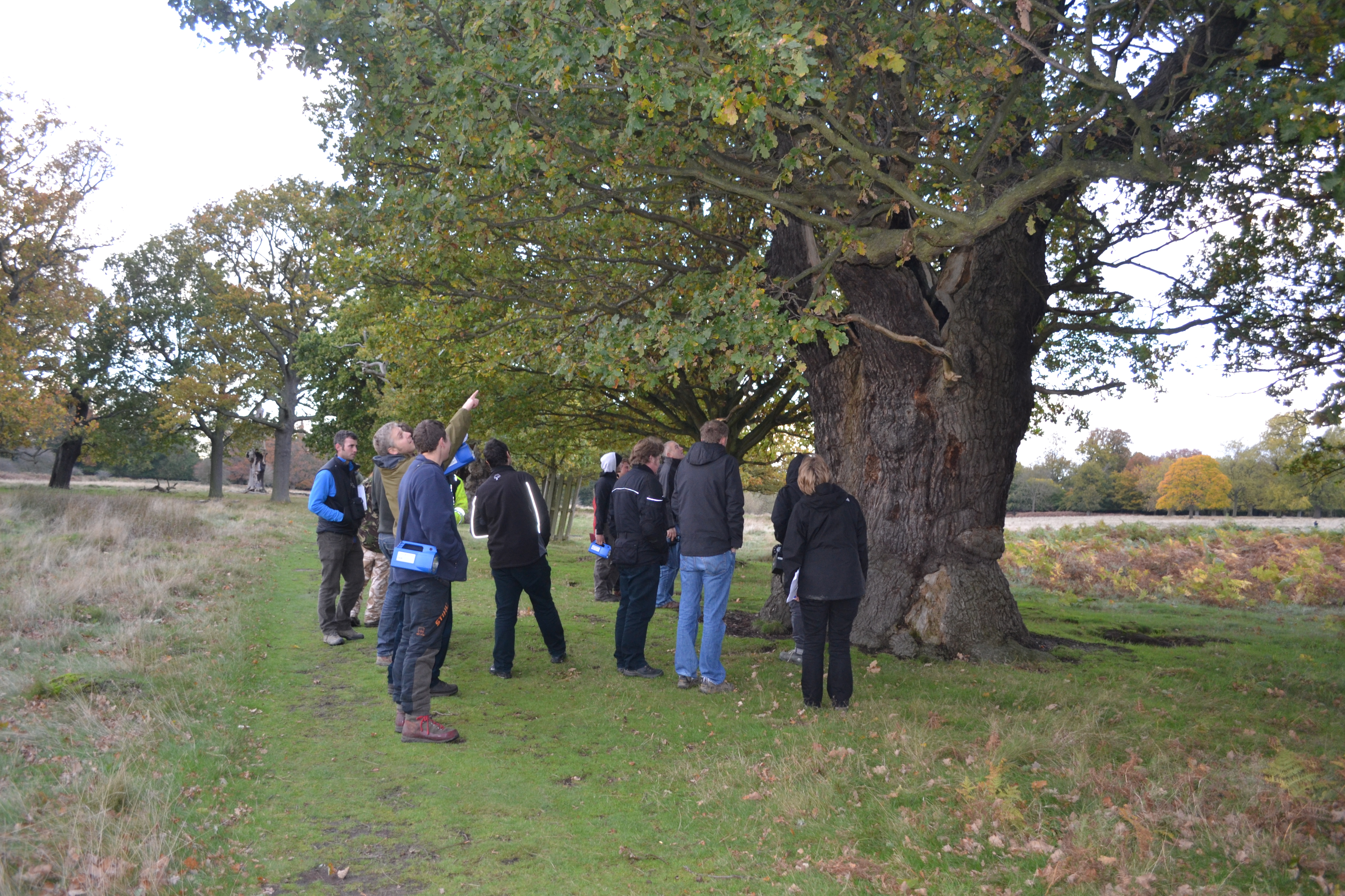 Secondary Roost Surveys for Arborists - including endoscope use