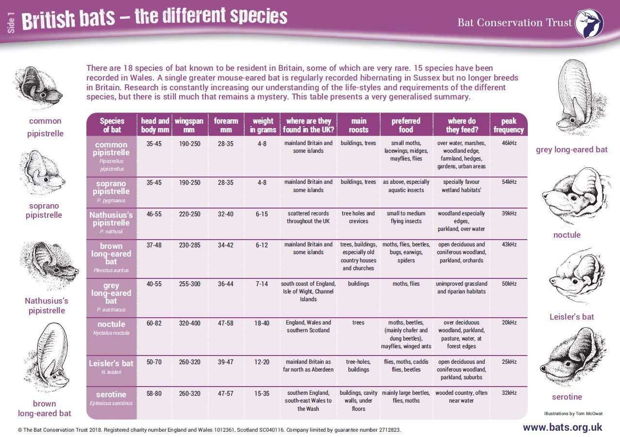 Explore the world of bat conservation through the national curriculum