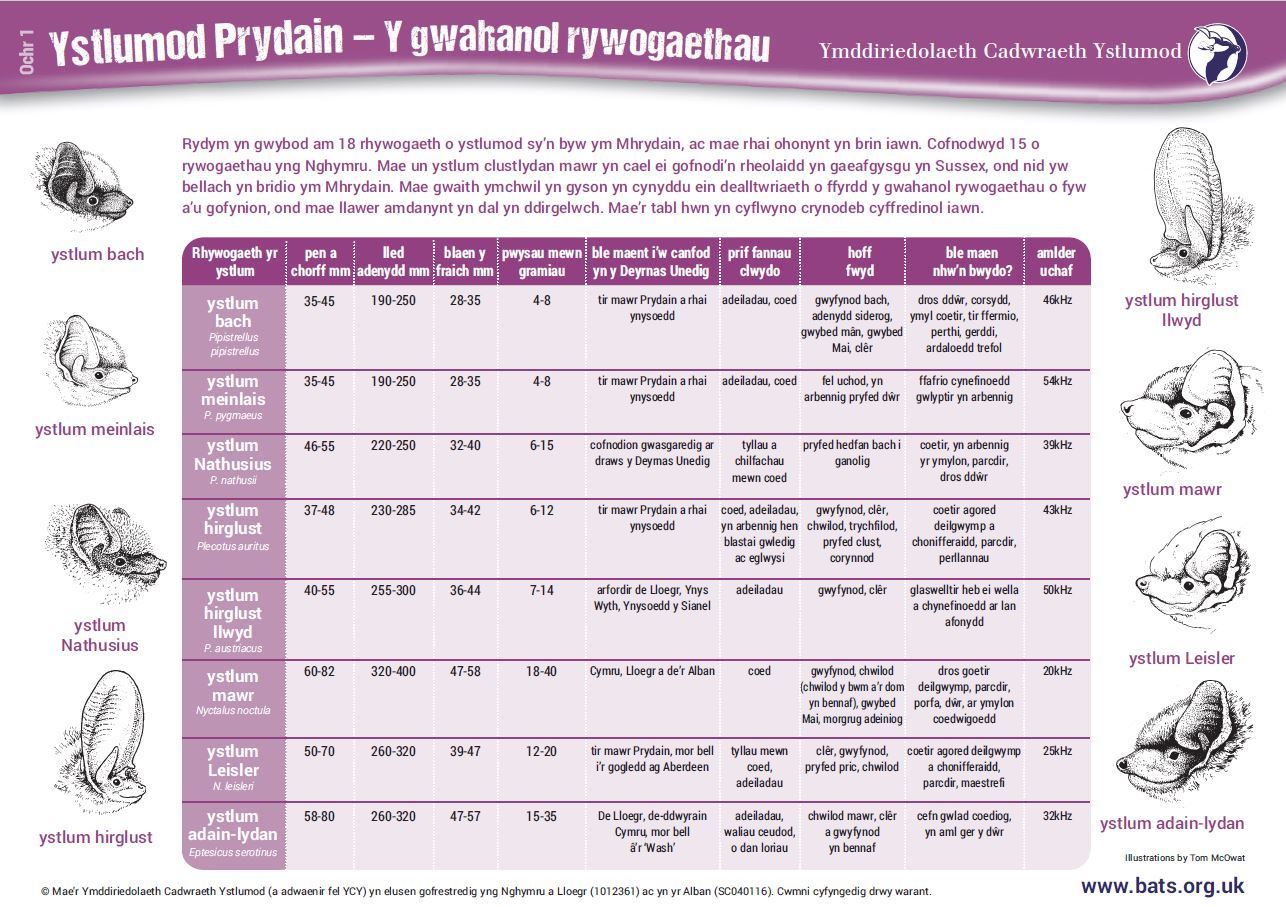 Archwilio byd cadwraeth ystlumod trwy’r