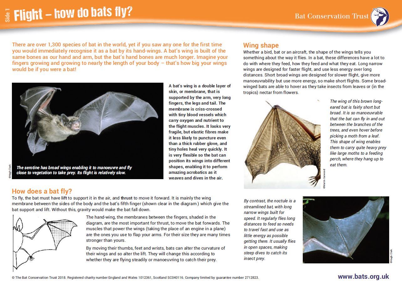 Explore the world of bat conservation through the national curriculum