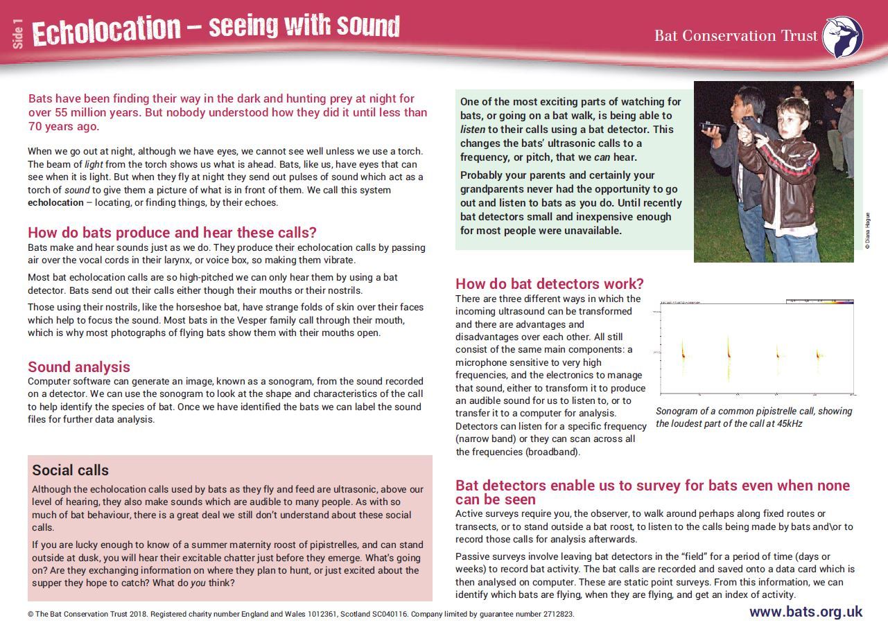 Explore the world of bat conservation through the national curriculum