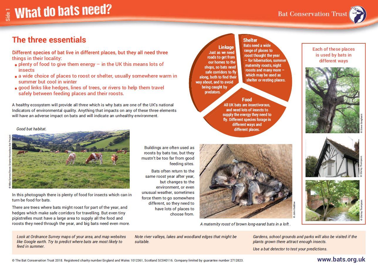 Explore the world of bat conservation through the national curriculum