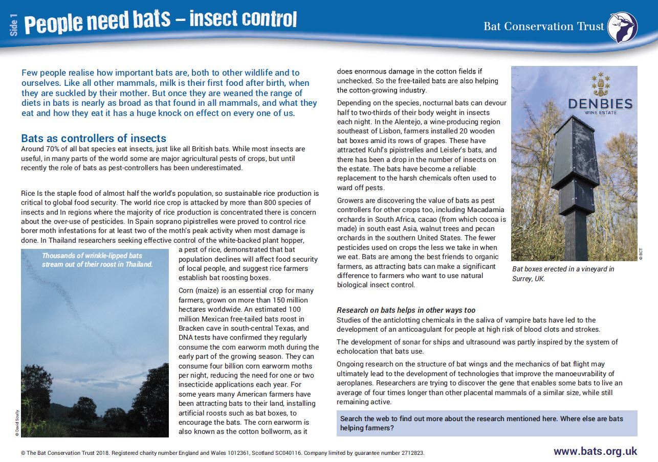 Explore the world of bat conservation through the national curriculum