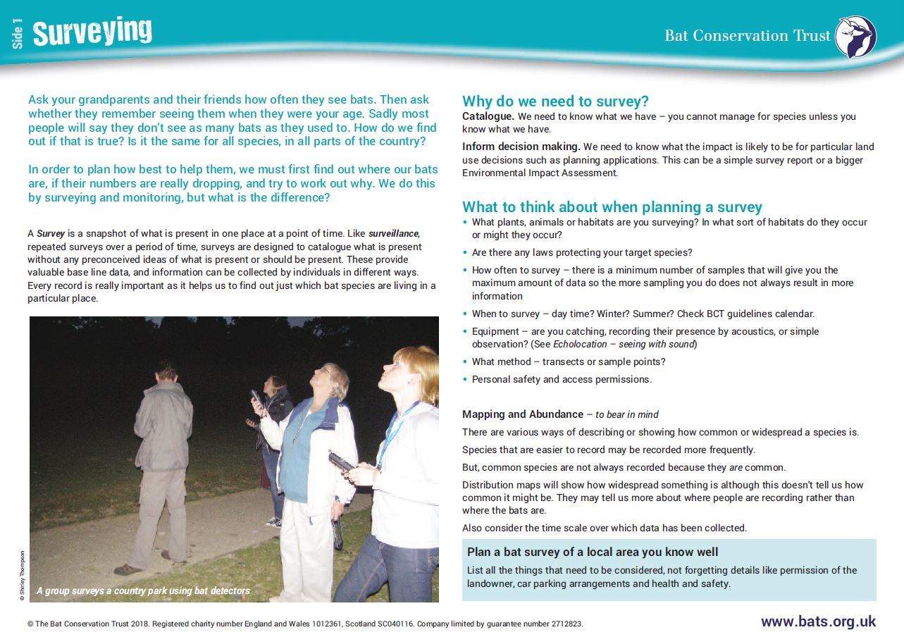 Explore the world of bat conservation through the national curriculum