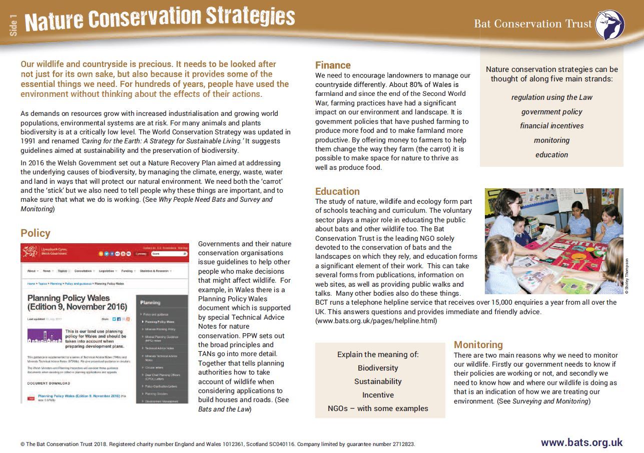 Explore the world of bat conservation through the national curriculum