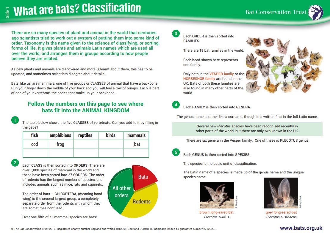 Explore the world of bat conservation through the national curriculum