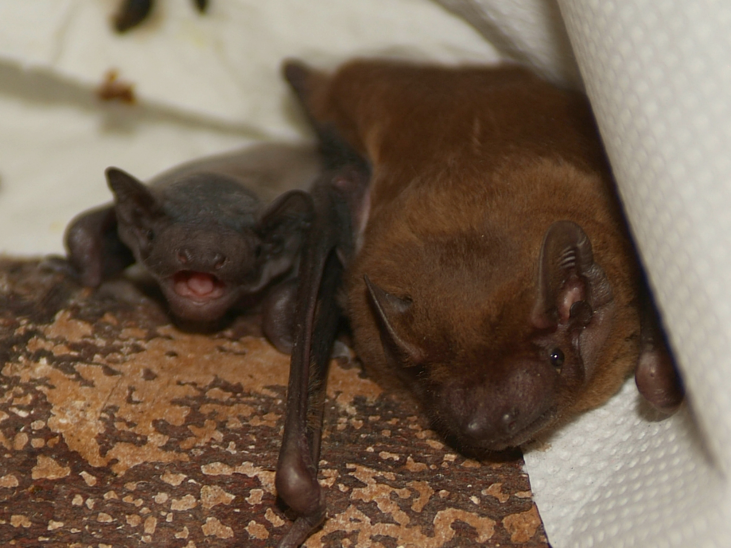 Scottish Bat Workers' Conference