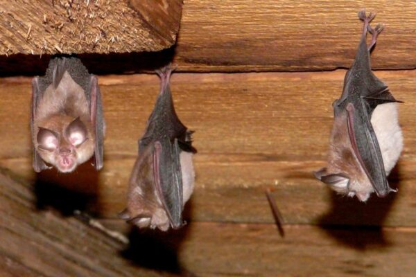 What if bats are being a nuisance?