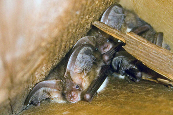 What do I need to know about having bats?