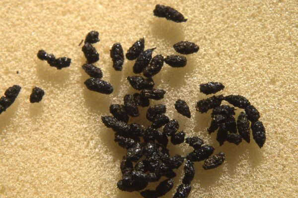 Bat droppings