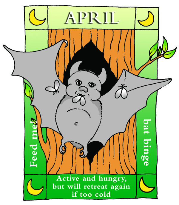 A year in the life of a bat