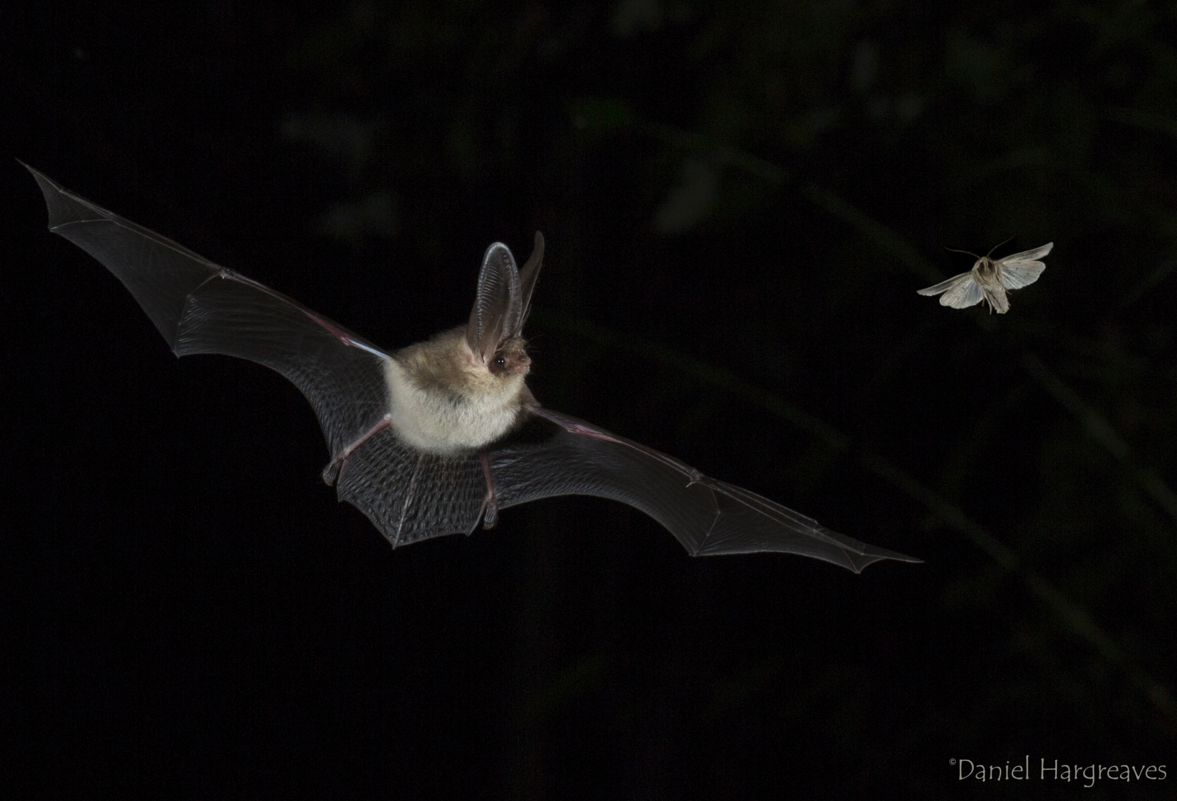 A Brown long-eared bat chasing a moth in the night sky.