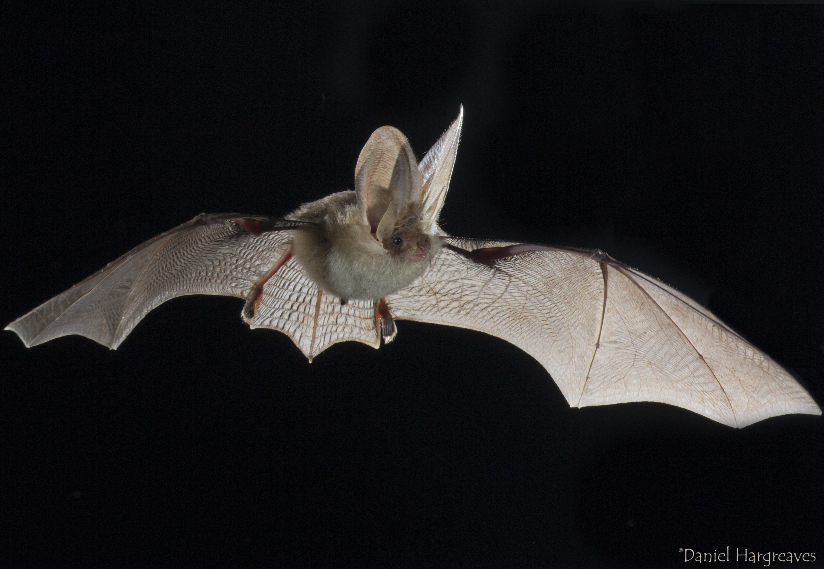 British Bats, their Ecology and Conservation - online course