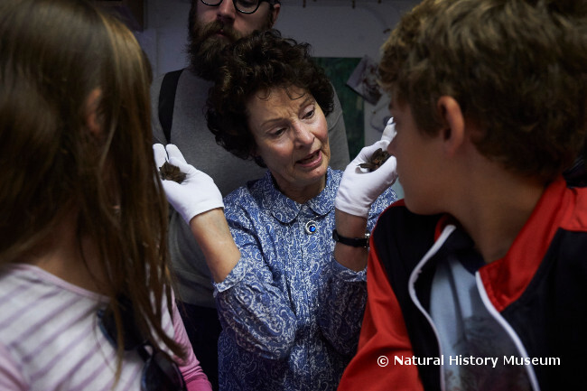 Bat Carer in New Year Honours List