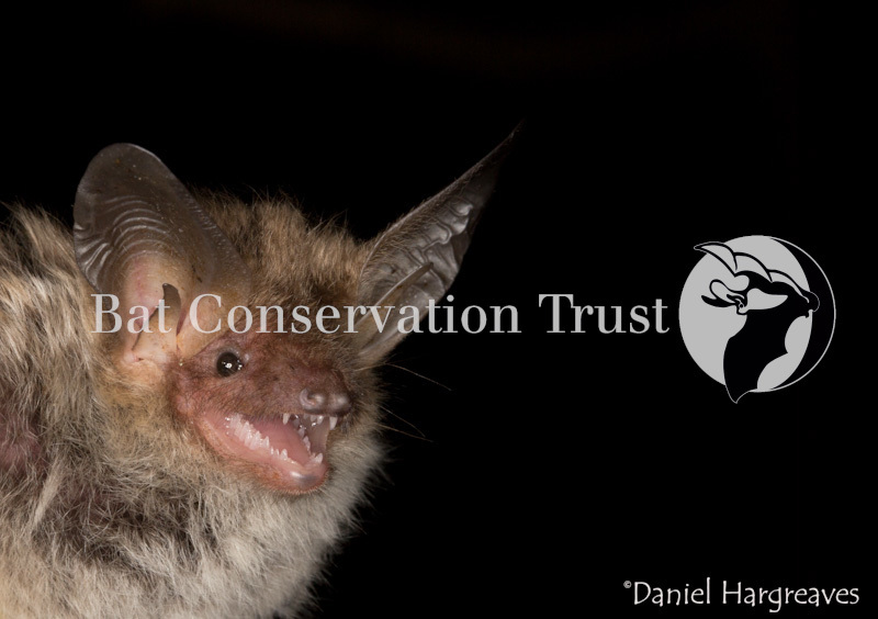 Bechstein's bat