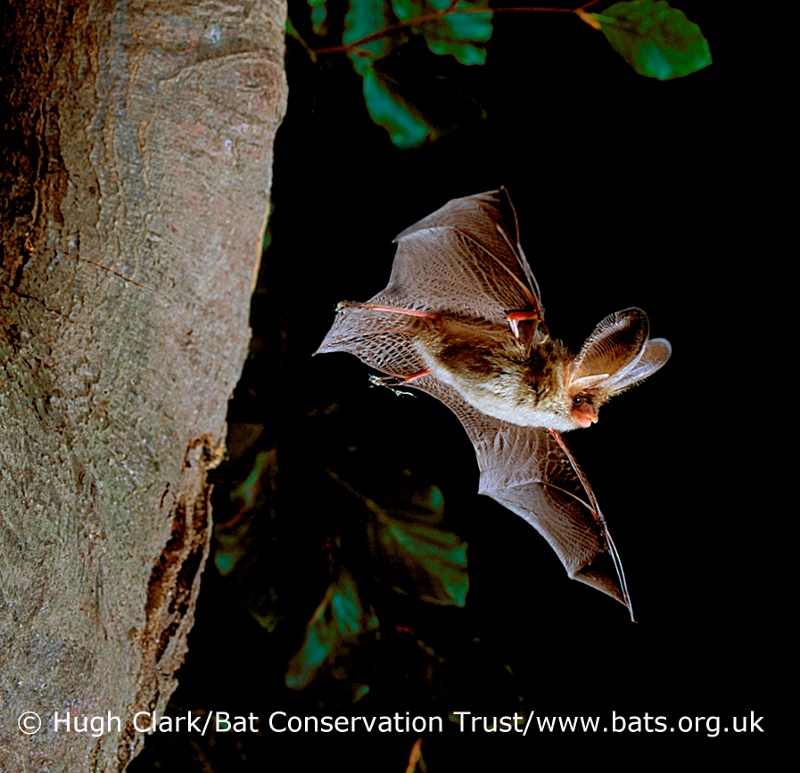 Bat Crime doesn't pay