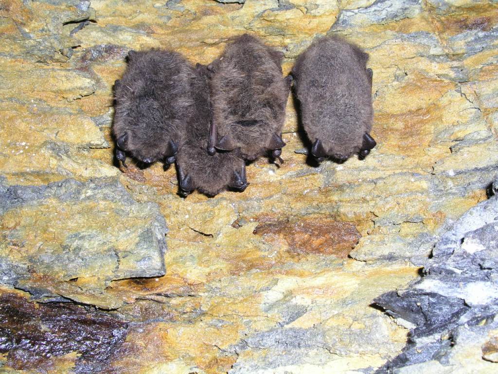 Hibernation roosts