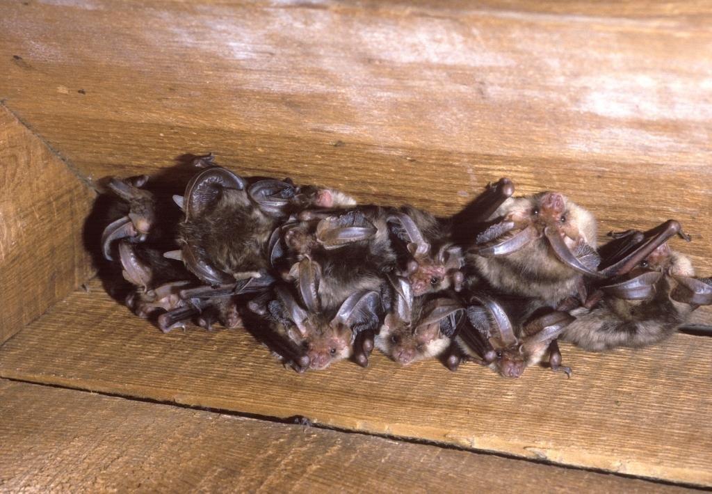 Developer fined 14K for breaching Bat Mitigation Licence