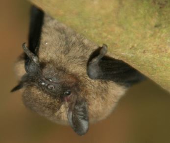 Wildlife Crime Prosecution in Wales