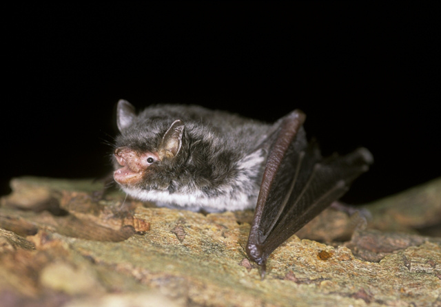 Species on the Edge