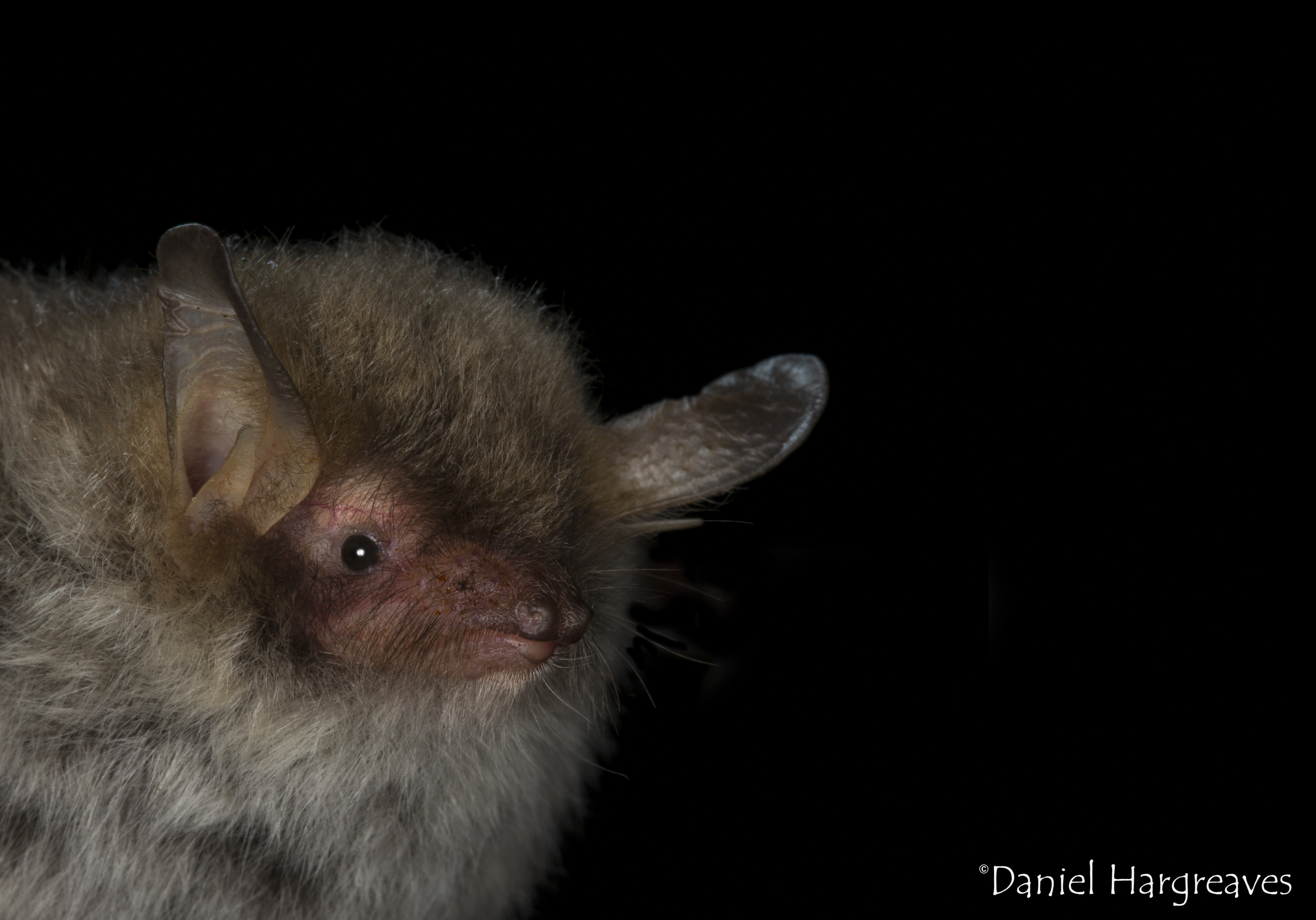 Bats for Heritage Professionals
