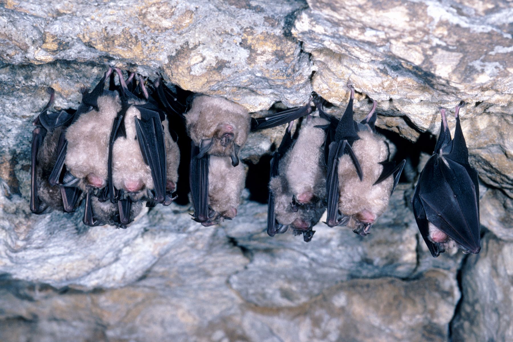Underground roosts