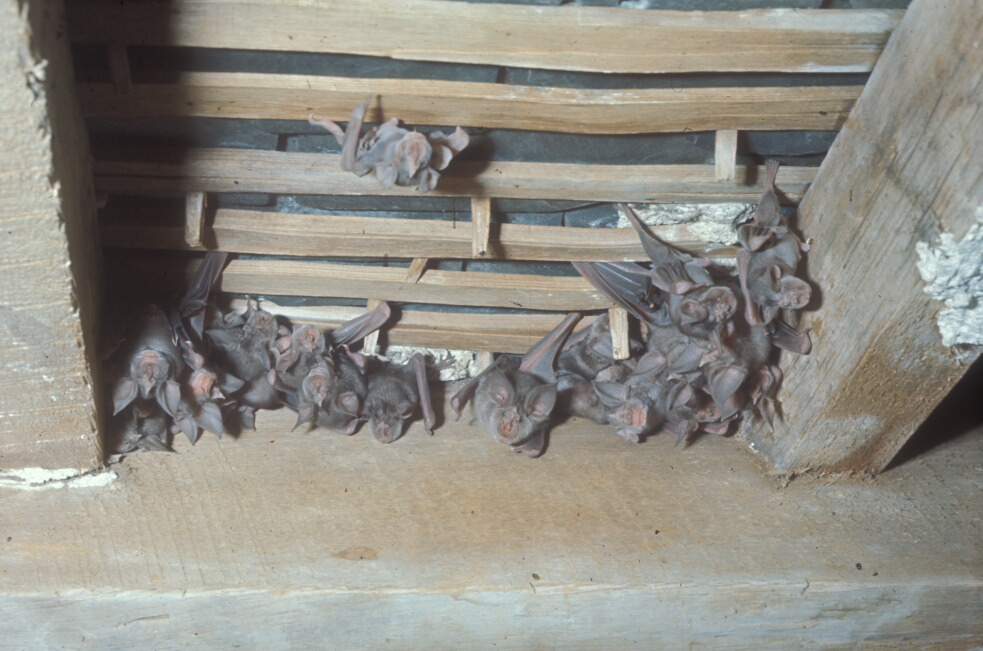 Bats in Buildings Buildings, planning and development Bat