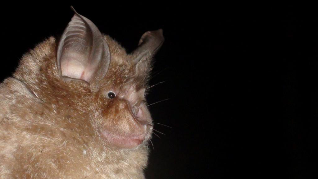 Impact of hedgerow management on bats