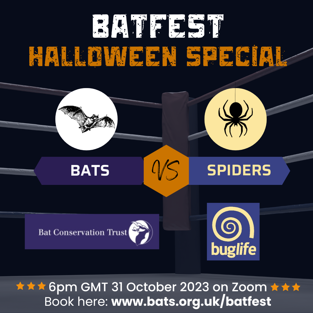 Bats vs Spiders - BatFest Halloween special