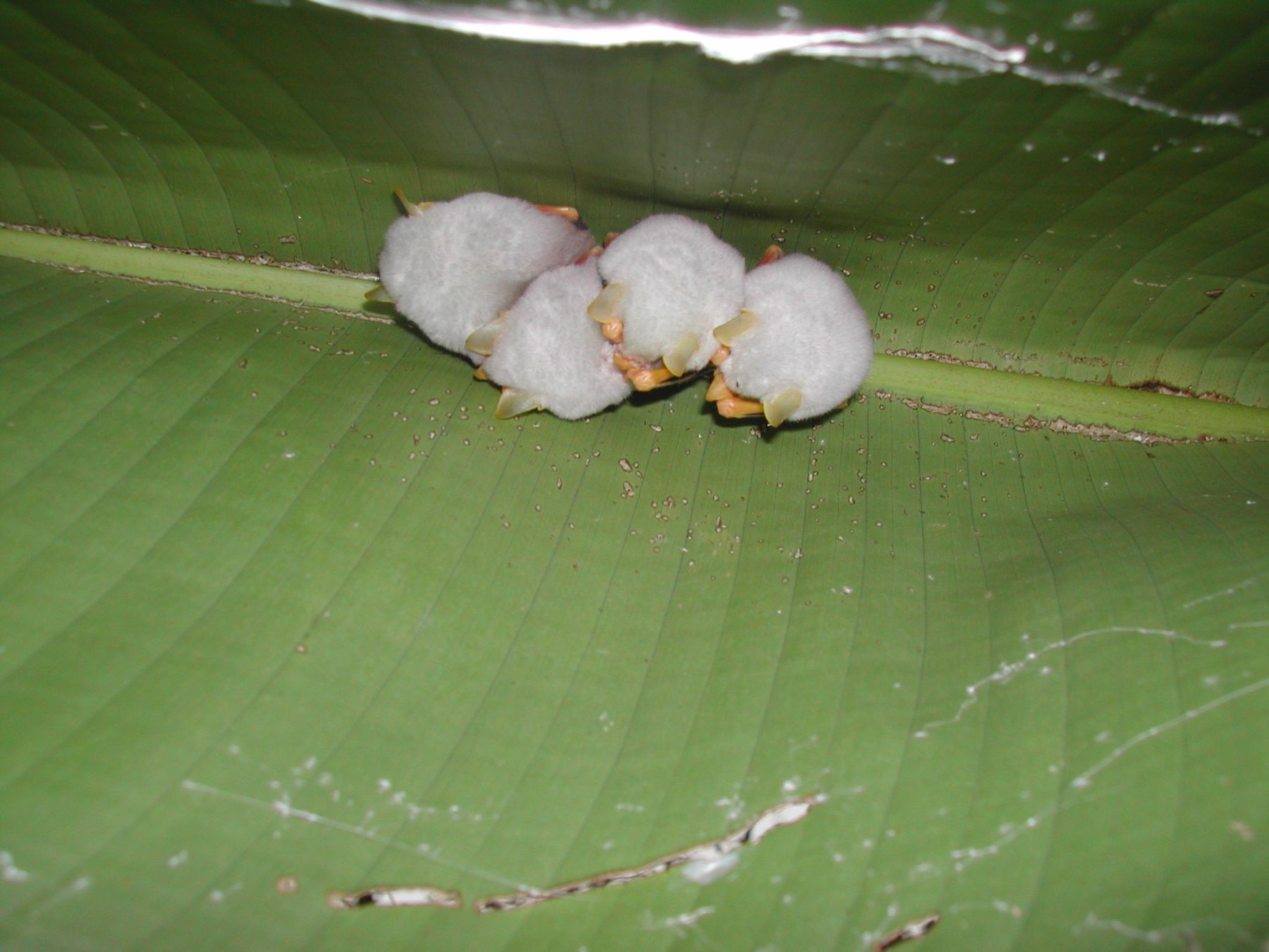 Bats as seed dispersers and reforesters