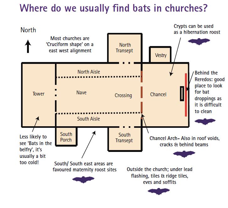 How do bats use churches?