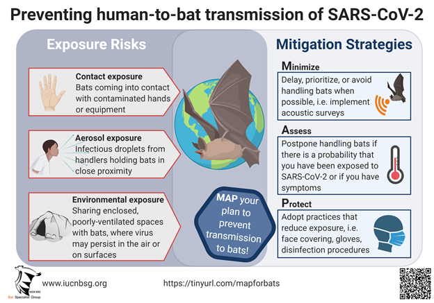 IUCN Bat Specialist Group recommended strategy for bat researchers during COVID-19 pandemic