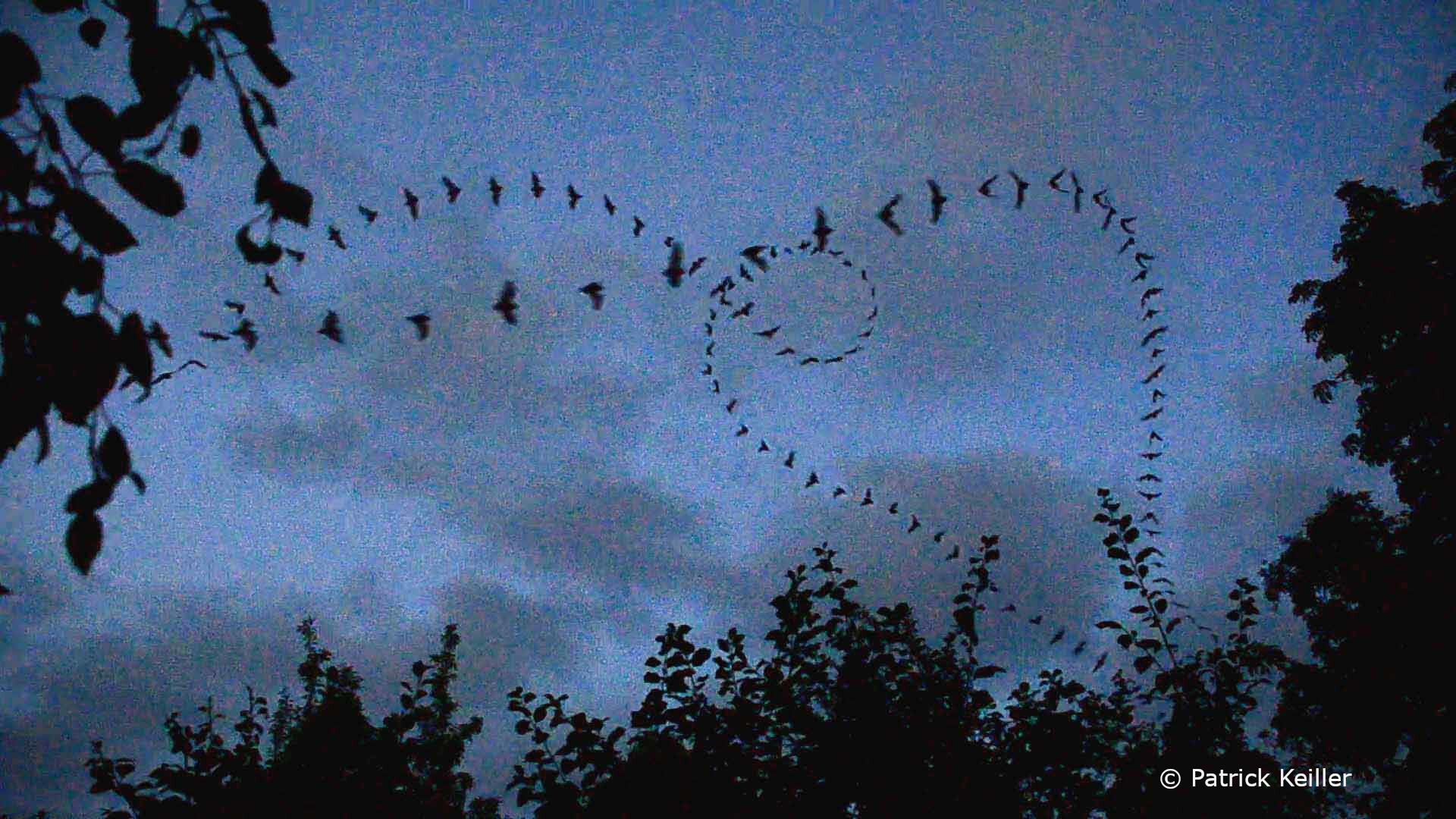 Local variations in fortunes of common pipistrelle – emerging patterns