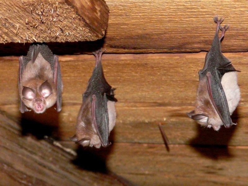 Enhancement for Bats