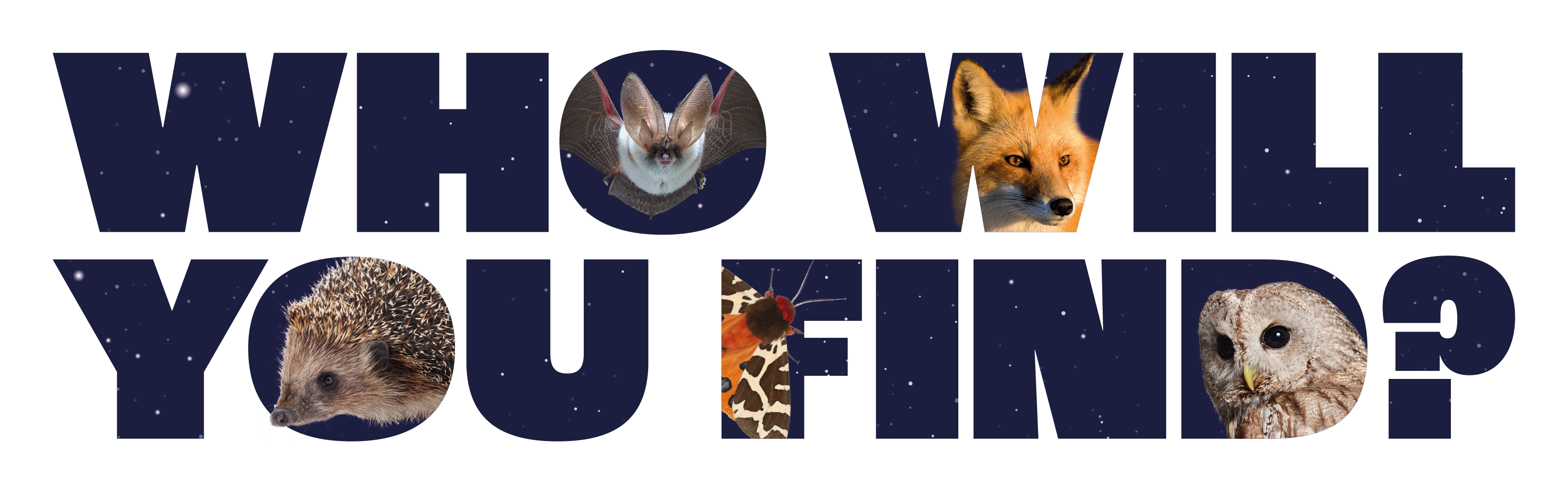 NightWatch Survey
