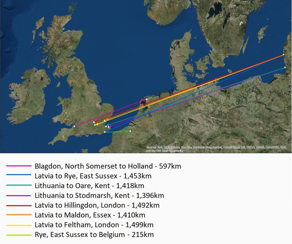 Nomadic Nathusius – bat ringed in the UK discovered in Belgium
