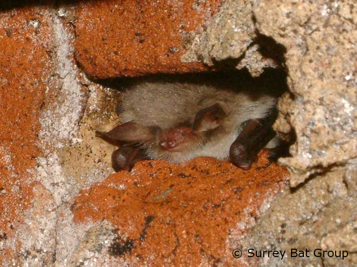 Latest Bat Crime Prosecutions