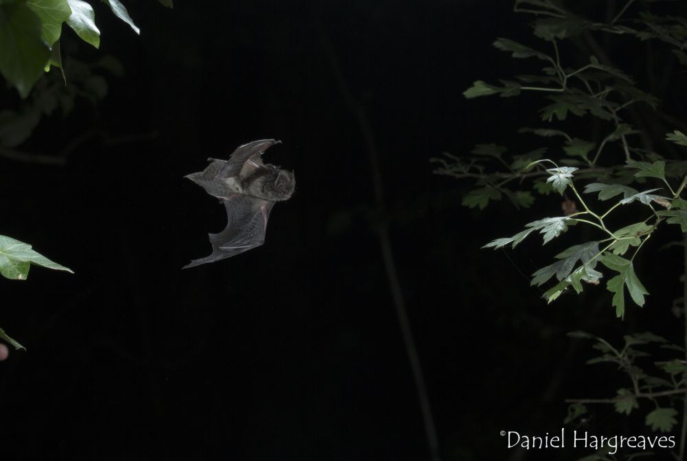 Bats declined as Britain felled trees for colonial shipbuilding