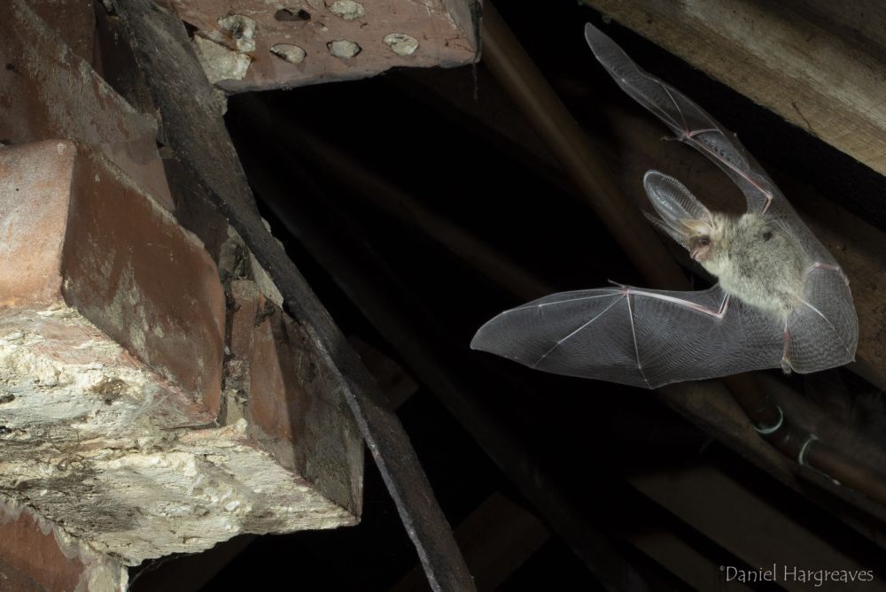 Planning reform – please speak up for bats