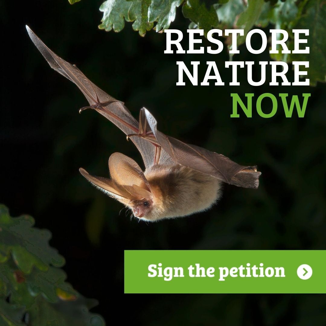 What's in a word? - Help bats with the power of one word