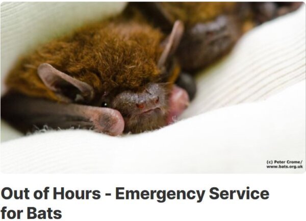 National Bat Helpline – a call for help