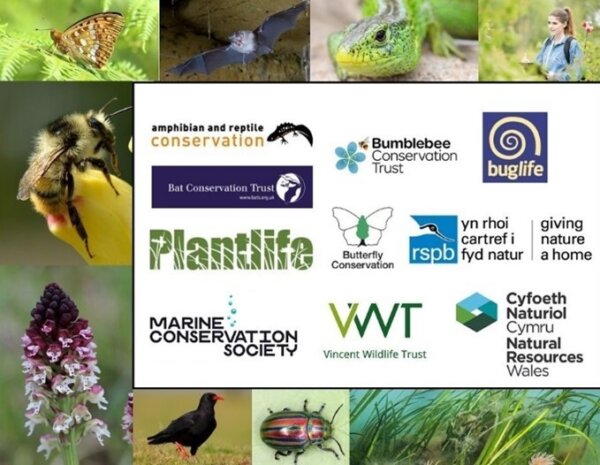 New initiative to save Wales’ threatened species  – with lots of opportunities for people to get involved