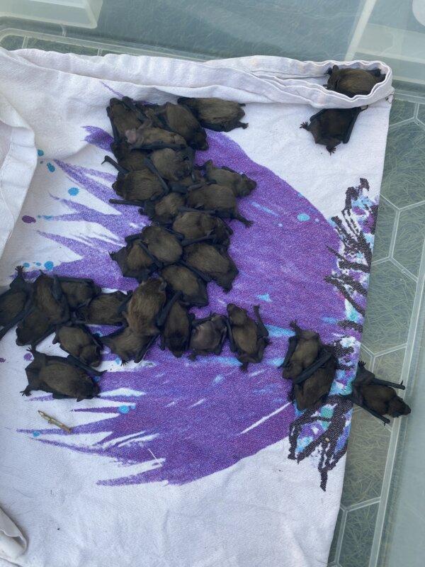 Helpline heroes rescue 63 baby bats struck by heat wave