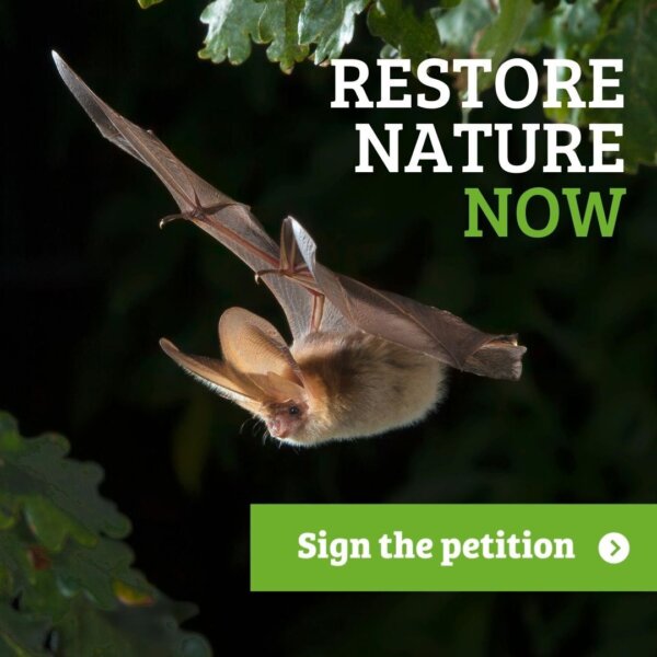 What's in a word? - Help bats with the power of one word