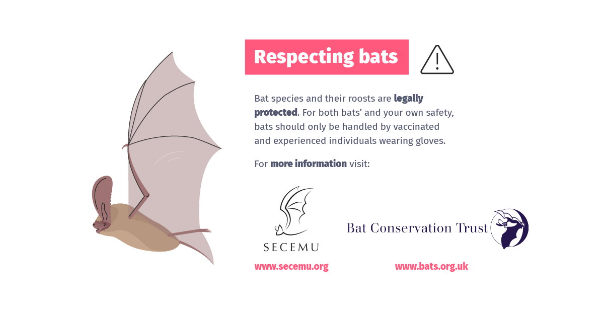 Don’t Blame Bats - Campaign Launch
