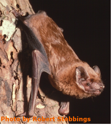 Bat Species of the Year 2016 revealed