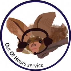 Animal Friends Insurance supporting the National Bat Helpline