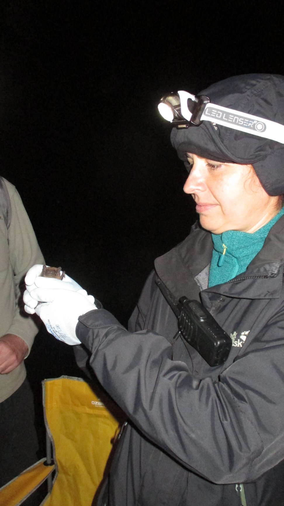 The Scottish Bat Project