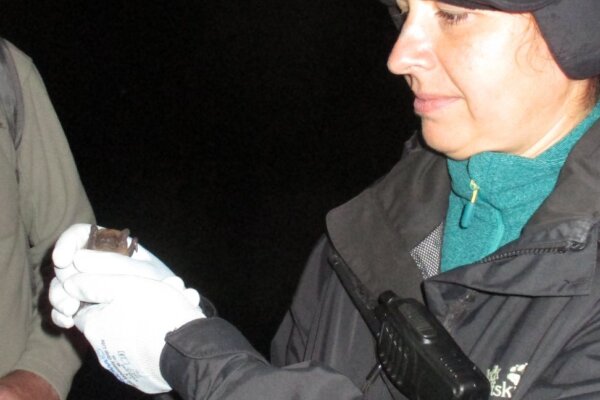 Claudia Gebhardt, Scottish Bat Officer