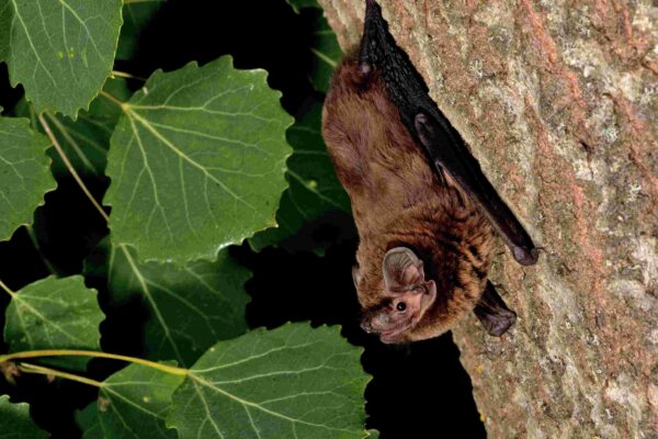 Bat monitoring in Northern Ireland